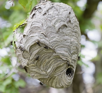 Bald Face hornet