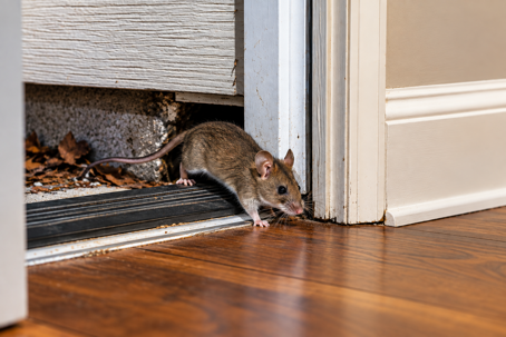 Mouse activity at a Chester County Pennsylvania home