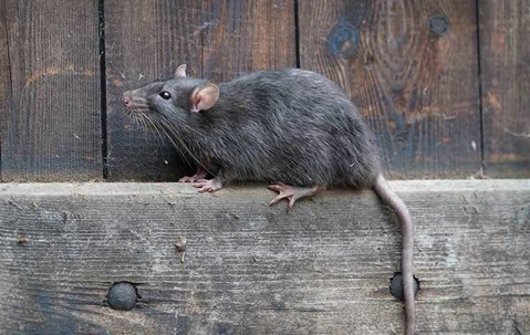norway rat