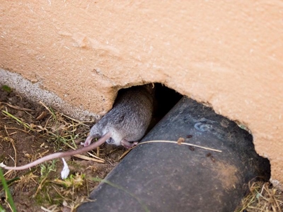 House mouse entering a home through a small gap near the foundation