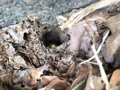Yellow jacket ground nest