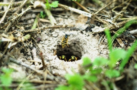 Yellow Jacket Ground Nest