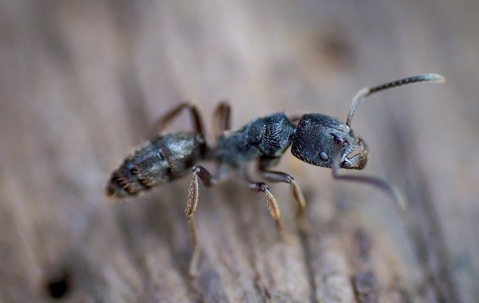 carpenter ant