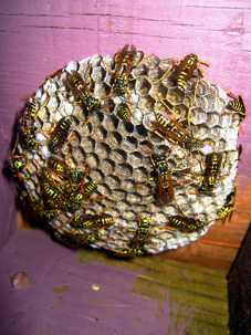 paper wasp