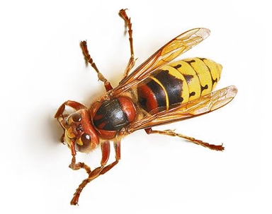 European Hornet