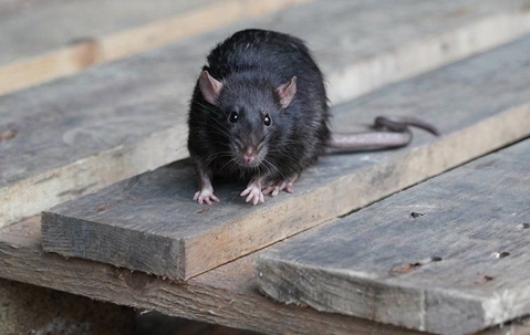 rodent