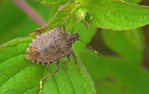 Stink bug