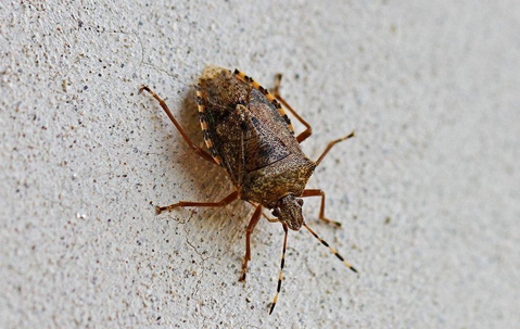 Stink bug