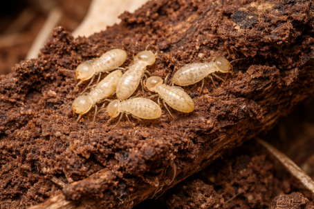 termites