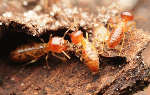 Termites