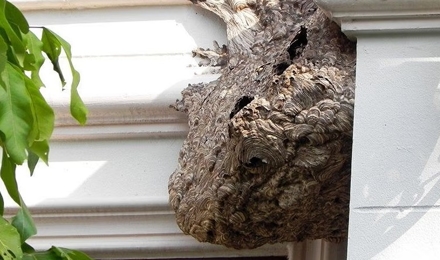 Stinging Insect Control