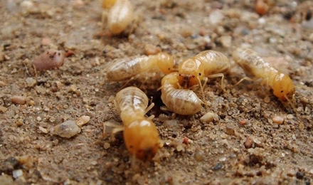 Termite Control