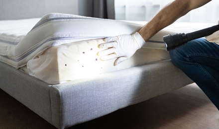 Bed Bug Control