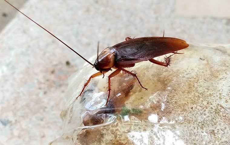 Cockroach