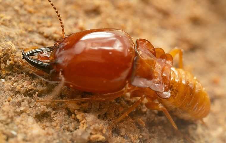 termite